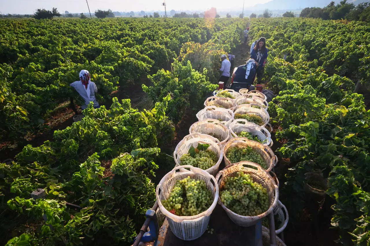 arapgirin meshur kohne uzumune don vurdu rekolte dibe vurdu hDFYwwh6