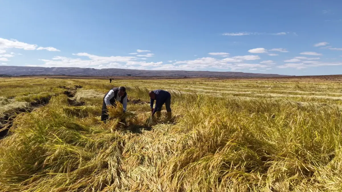 diyarbakirli is insanlari organik pirinc uretimine basladi eimHMffO