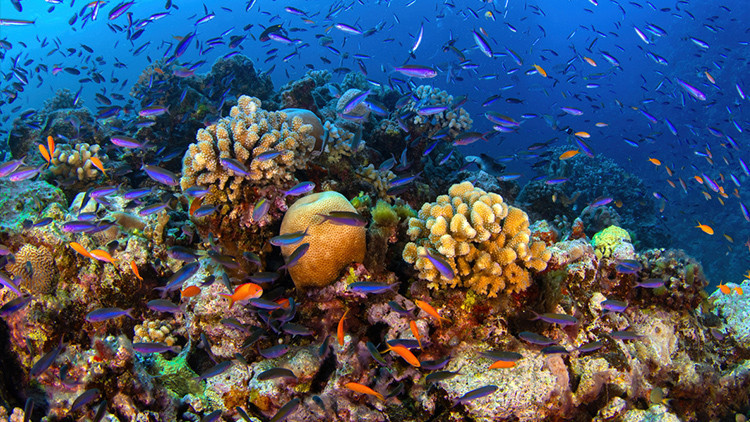 kuresel isinma mercan resifleri artik yasam desteklemiyor 8gBcEa6X.jpg