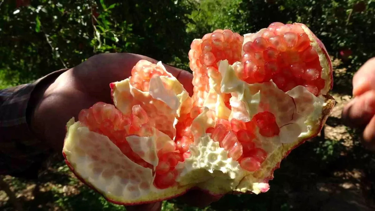 oguzeli narinin hasadi basladi Dr2V35LZ.jpg