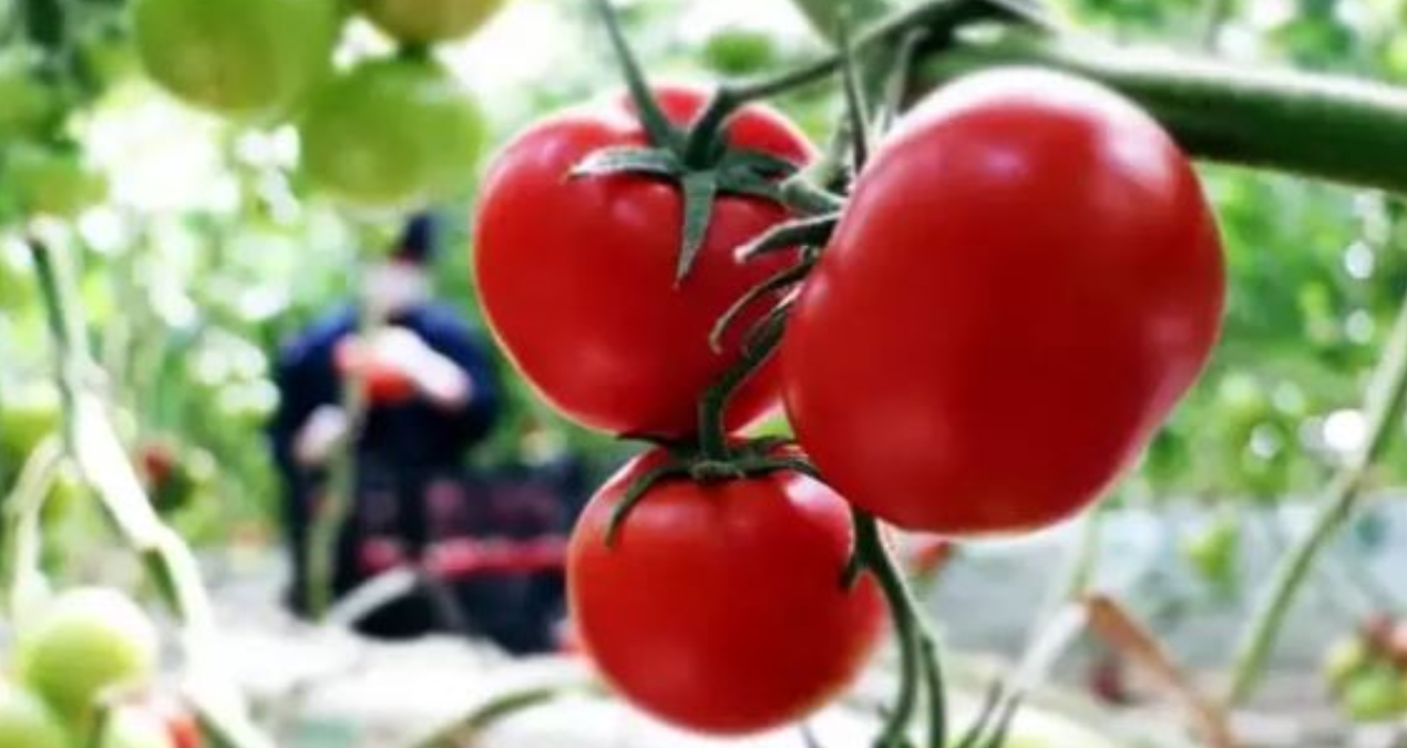 tarlada 6 lira olan domates sofrada 40 lira P86RICex