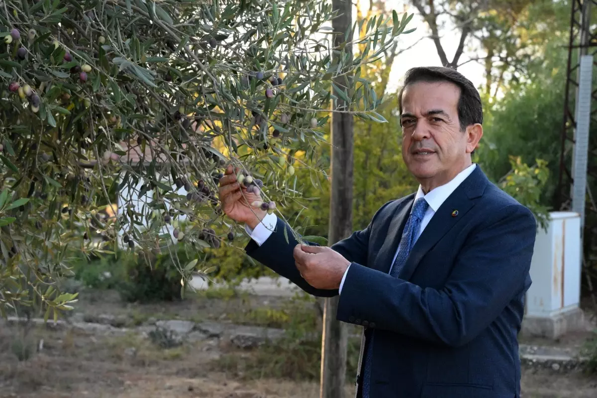 zeytinparkta asirlik zeytin agaclarindan 70 kilogram zeytin bekleniyor SQG9FvpP