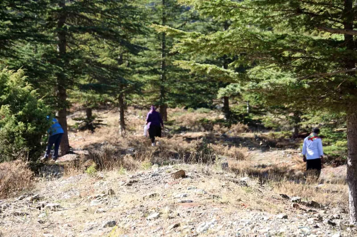 adanada sedir mantarina talep artiyor beyaz altin ihracata acildi PfE8DwhB.jpg