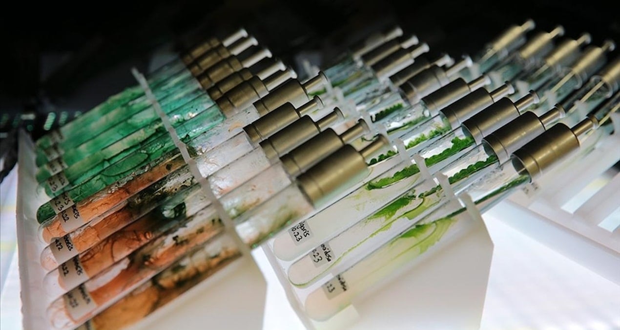 turk bilim insanlarindan dunya capinda bulus murekkep baligindan dogal gunes kremi fBkvYl7b.jpg