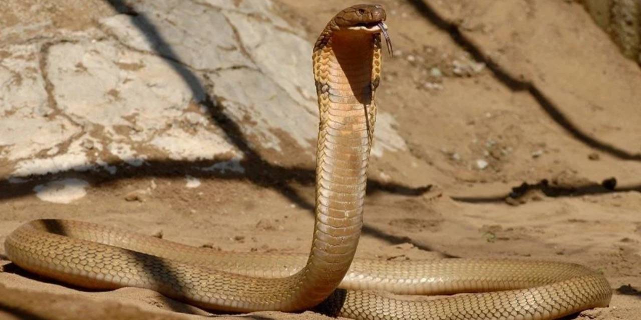 Lüks Tatilde Korkunç Olay! Kobra Saldırısı Turisti Hayatından Etti
