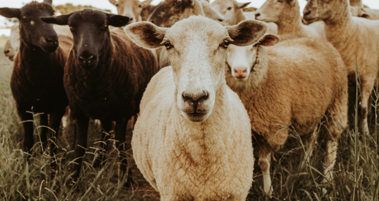 Kurbanlık Fiyatları Asgari Ücreti Geçti: 2026 Kurban Bayramı İçin Son Durum